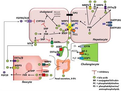 Pediatric Cholestatic Liver Disease: Review of Bile Acid Metabolism and Discussion of Current and Emerging Therapies